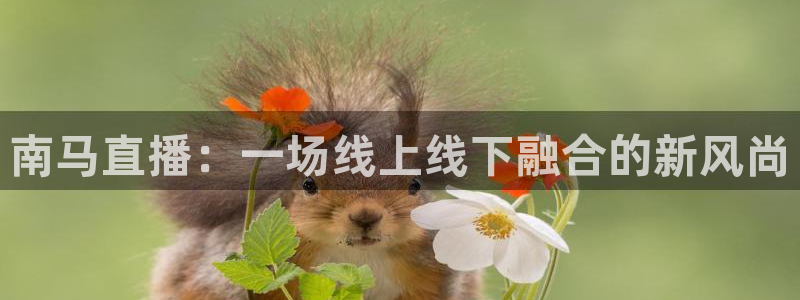雨燕体育nba直播在哪看